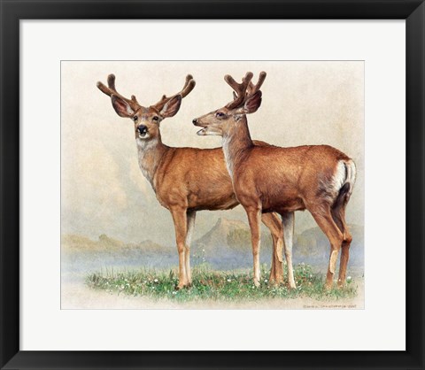 Framed Laughing Deer Print