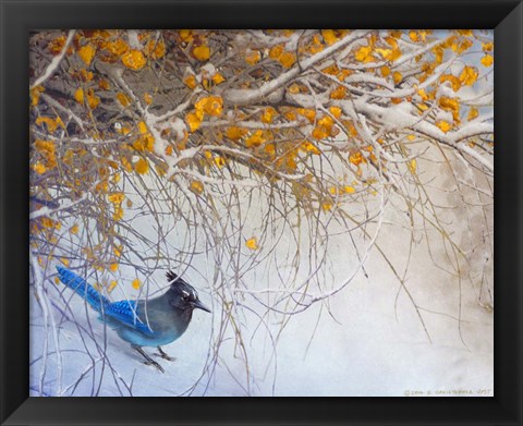 Framed Snowy Branches Stellar Jay Print