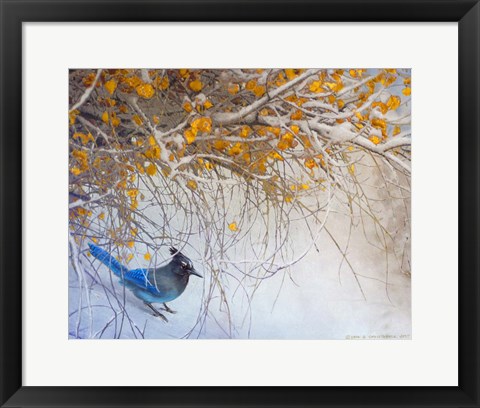 Framed Snowy Branches Stellar Jay Print