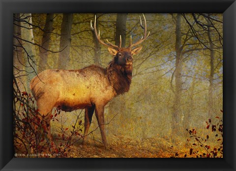 Framed Aspen Forest Bull Elk Print