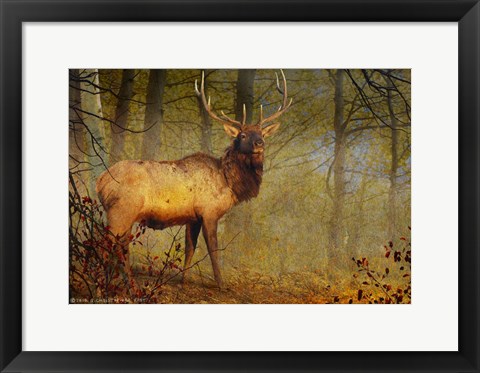 Framed Aspen Forest Bull Elk Print