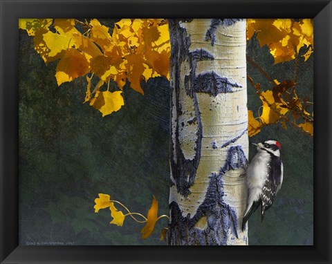 Framed Aspen Downy Woodpecker Print