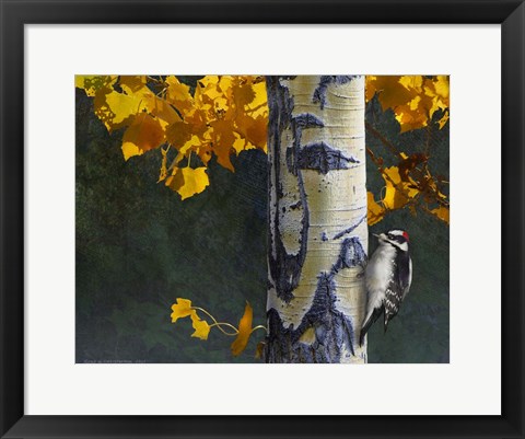 Framed Aspen Downy Woodpecker Print