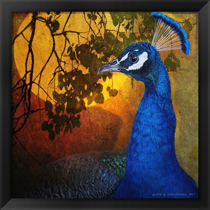 Framed Portrait Male Peacock Print