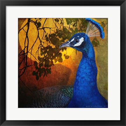 Framed Portrait Male Peacock Print