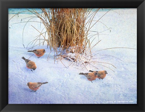 Framed Rosy Finches Print