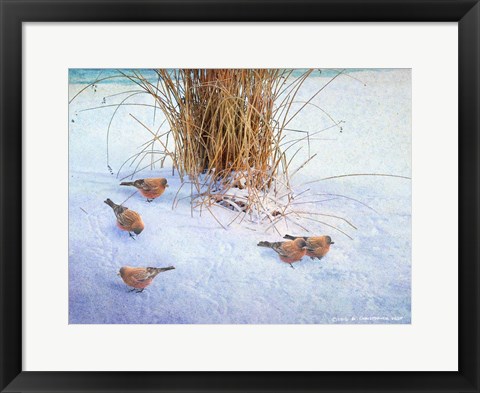 Framed Rosy Finches Print