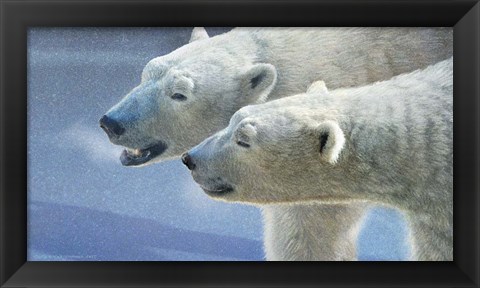 Framed Brothers Polar Bears Print