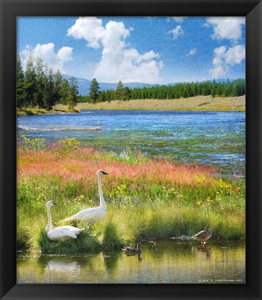 Framed Swans Madison River Print