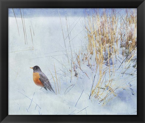 Framed Tuft Of Grass Robin Print