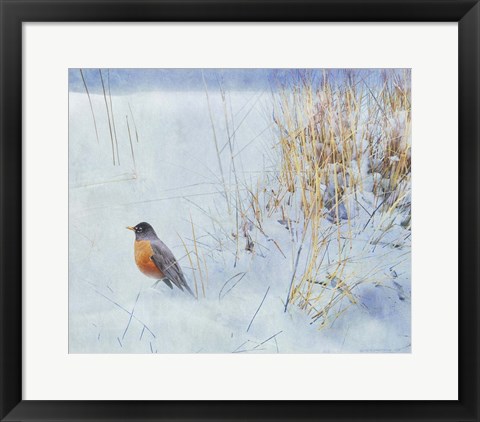 Framed Tuft Of Grass Robin Print