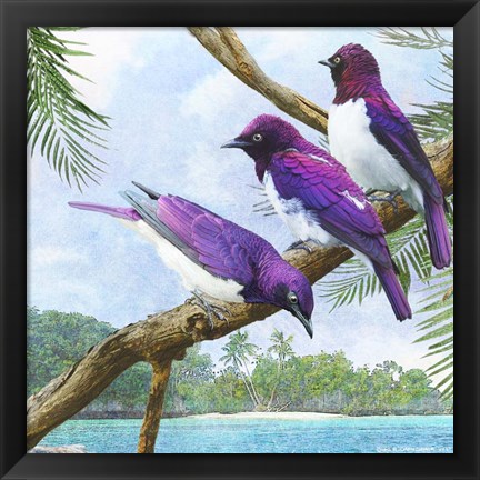 Framed Oceanside Purple Starlings Print