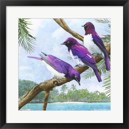 Framed Oceanside Purple Starlings Print