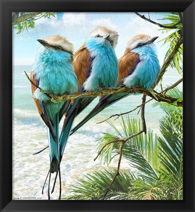 Framed Racquet-Tailed Rollers Oceanview Print