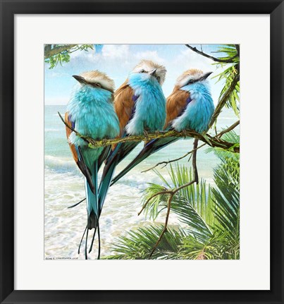 Framed Racquet-Tailed Rollers Oceanview Print