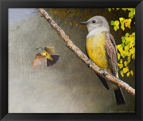 Framed Kingbirds Print