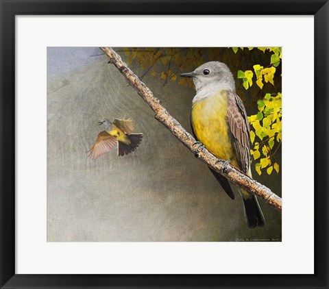 Framed Kingbirds Print