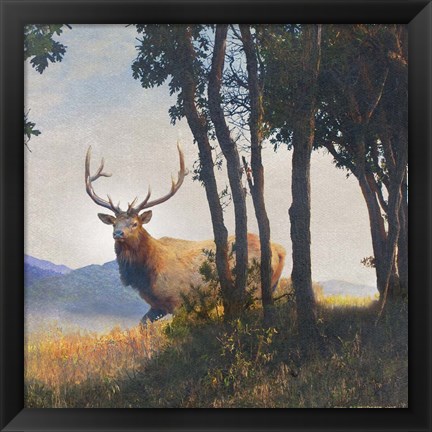 Framed Mountain Elk Print