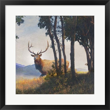 Framed Mountain Elk Print