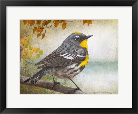 Framed Wetland Warbler Print