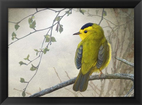 Framed Wetland Wilson&#39;s Warbler Print