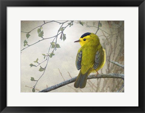 Framed Wetland Wilson&#39;s Warbler Print