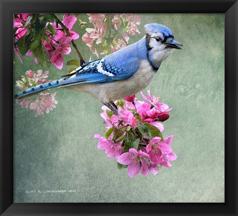 Framed Bluejay Amid Blooms Print