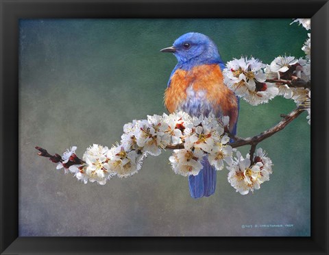 Framed Apple Blossoms Bluebird Print