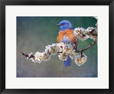 Framed Apple Blossoms Bluebird Print