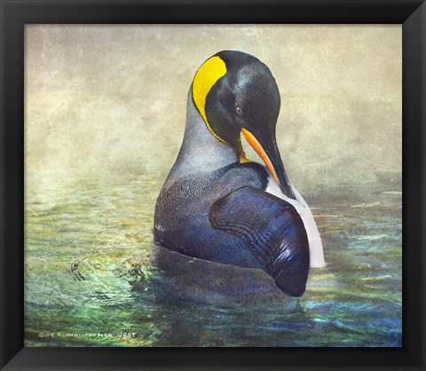 Framed King Penguin Preening Print