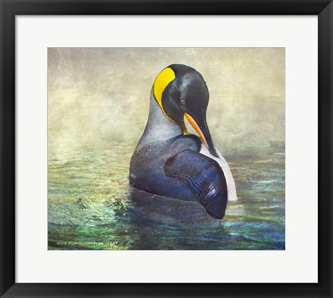 Framed King Penguin Preening Print