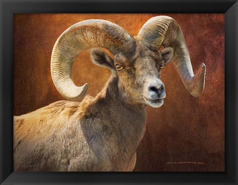 Framed Bighorn Portrait Print