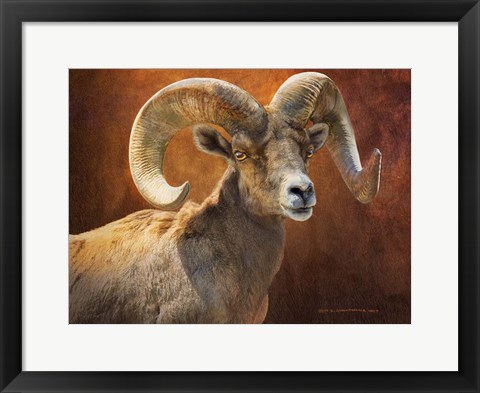 Framed Bighorn Portrait Print