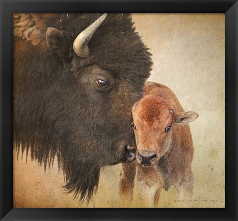 Framed Bison Mother And Calf Print