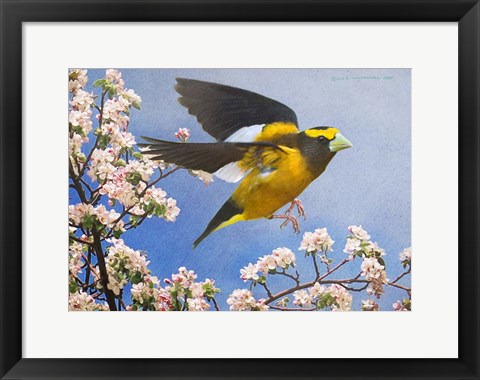 Framed Grosbeak Flight Male Print