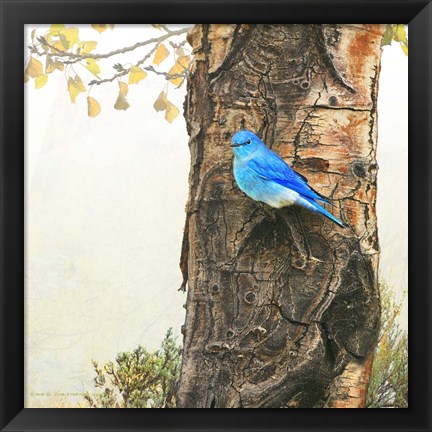 Framed Mountain Bluebird On Dead Aspen Print