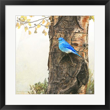 Framed Mountain Bluebird On Dead Aspen Print