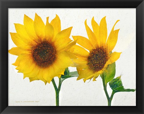 Framed Two Sunflowers Print