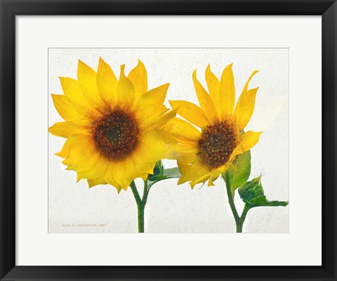 Framed Two Sunflowers Print