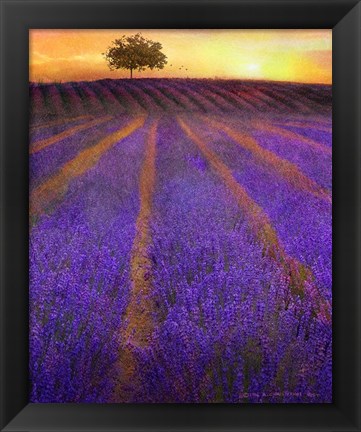 Framed Orange Rows Lavender Print