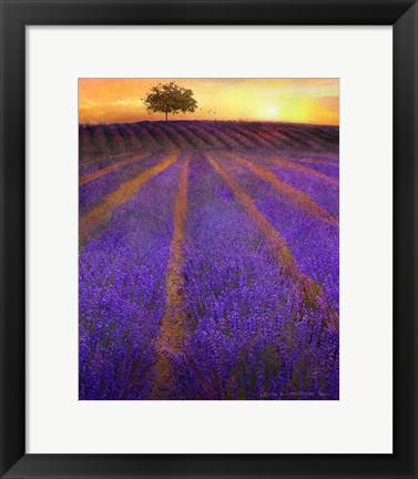 Framed Orange Rows Lavender Print