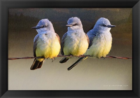 Framed Kingbird Trio Sunset Print