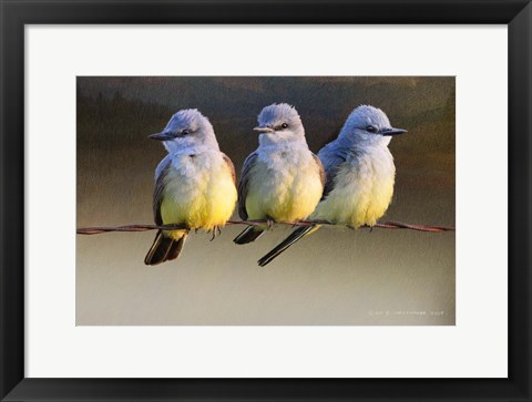 Framed Kingbird Trio Sunset Print