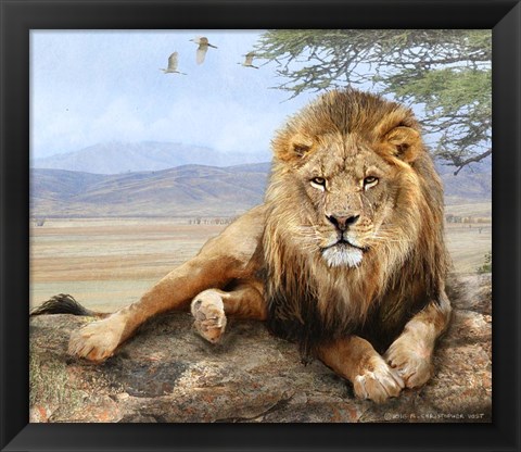 Framed Shady Spot Lion Male Print