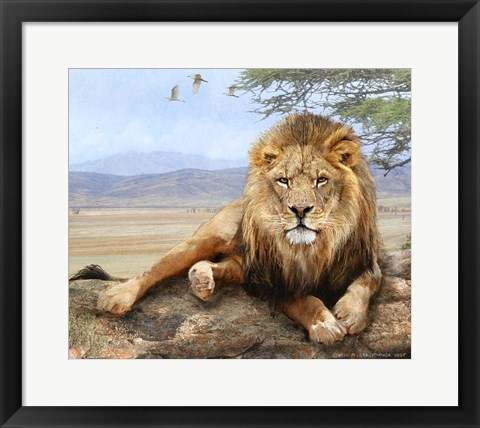 Framed Shady Spot Lion Male Print