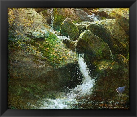 Framed Waterfall With Dipper Print