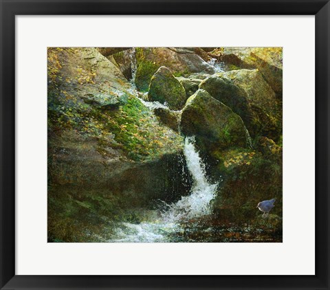 Framed Waterfall With Dipper Print