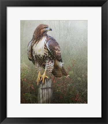 Framed Hawk And Barbed Wire Print