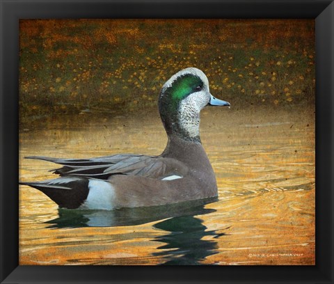 Framed Wigeon Duck Portrait Print