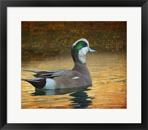 Framed Wigeon Duck Portrait Print